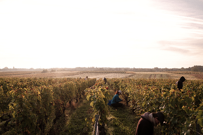 Nos pratiques - domaine-des-pierres-ecrites-a-la-vigne-2